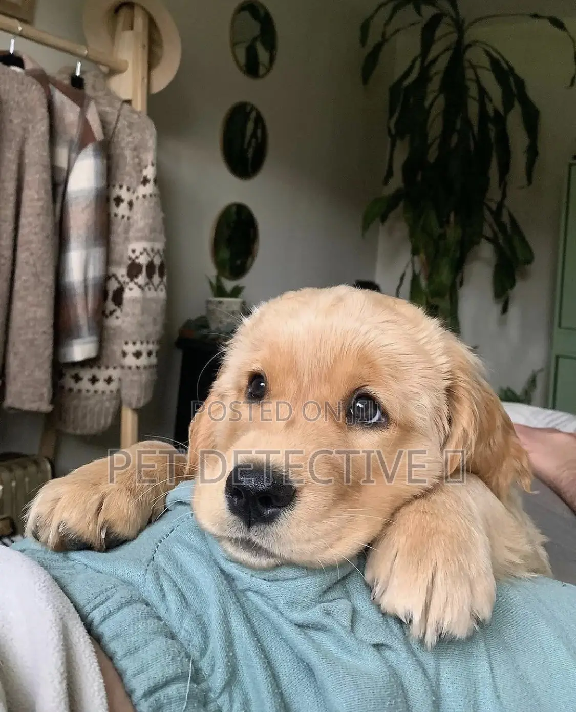 1-3 months Male Purebred Golden Retriever