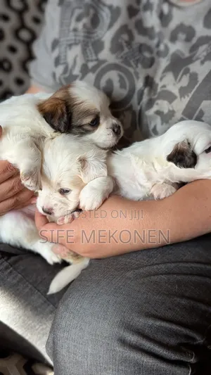 Photo - 1-3 months Male Purebred Maltese