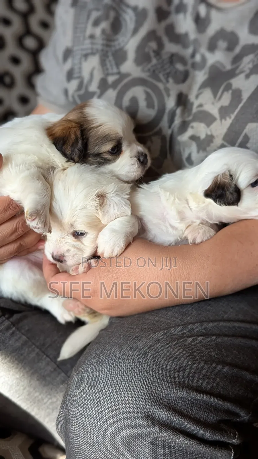 1-3 months Male Purebred Maltese