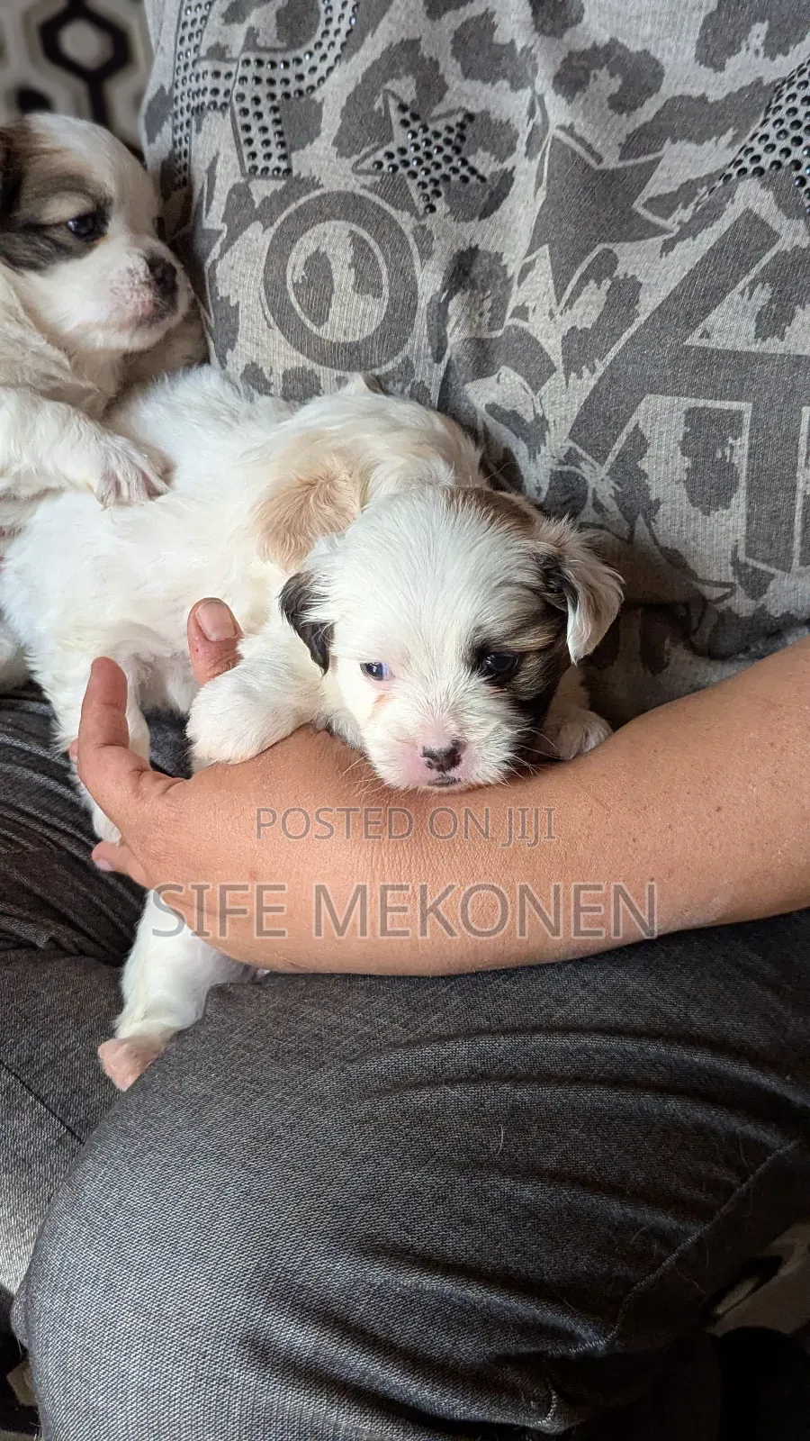 1-3 months Male Purebred Maltese