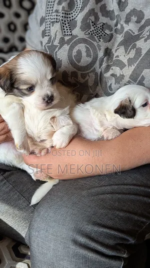 1-3 months Male Purebred Maltese