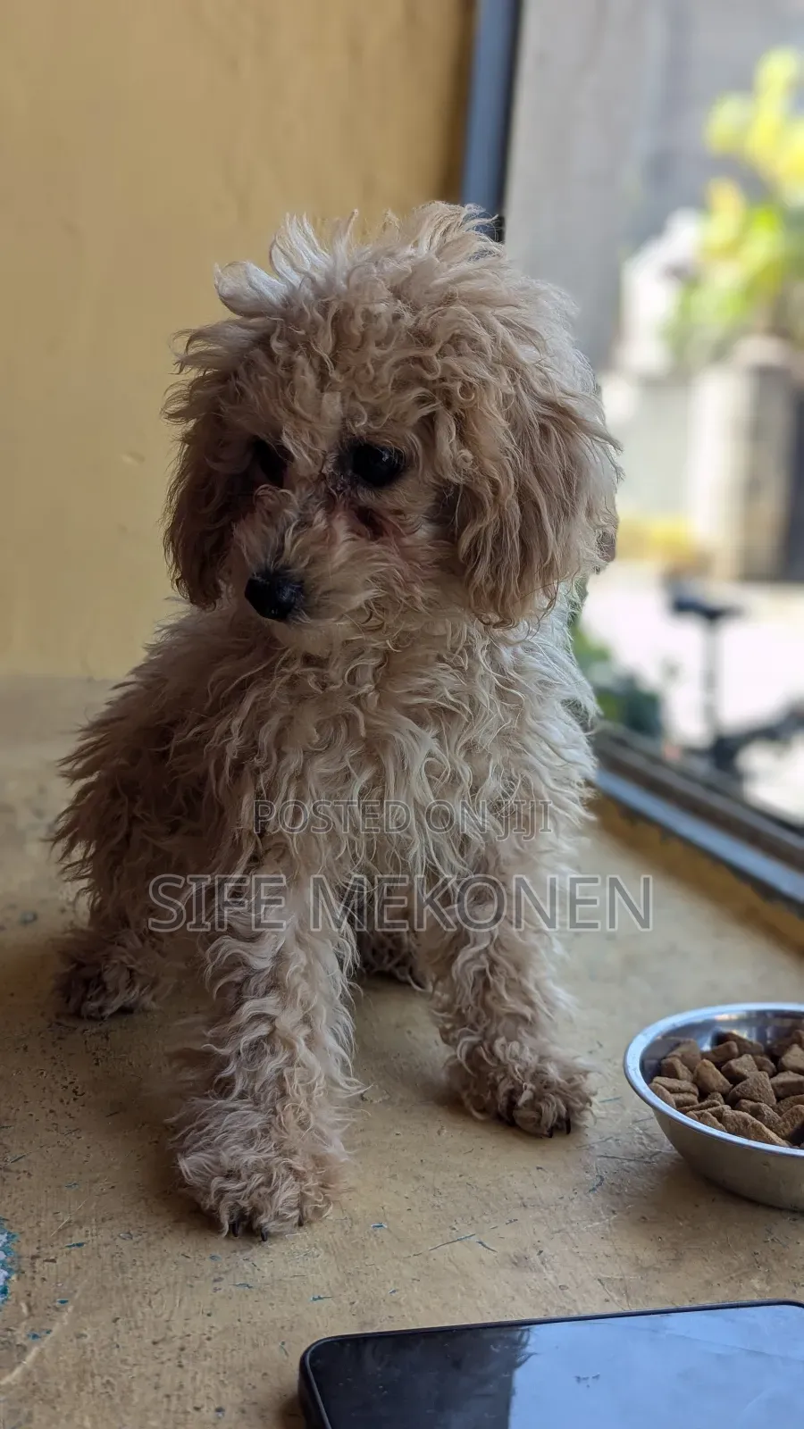 1-3 months Male Purebred Poodle