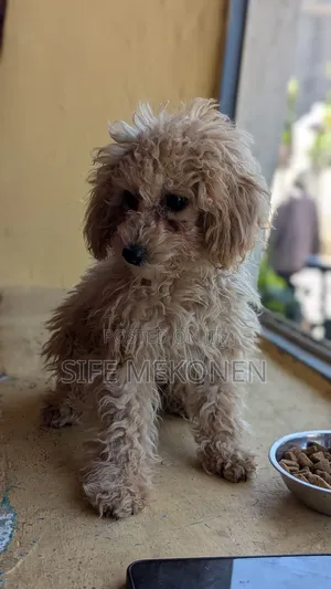 1-3 months Male Purebred Poodle