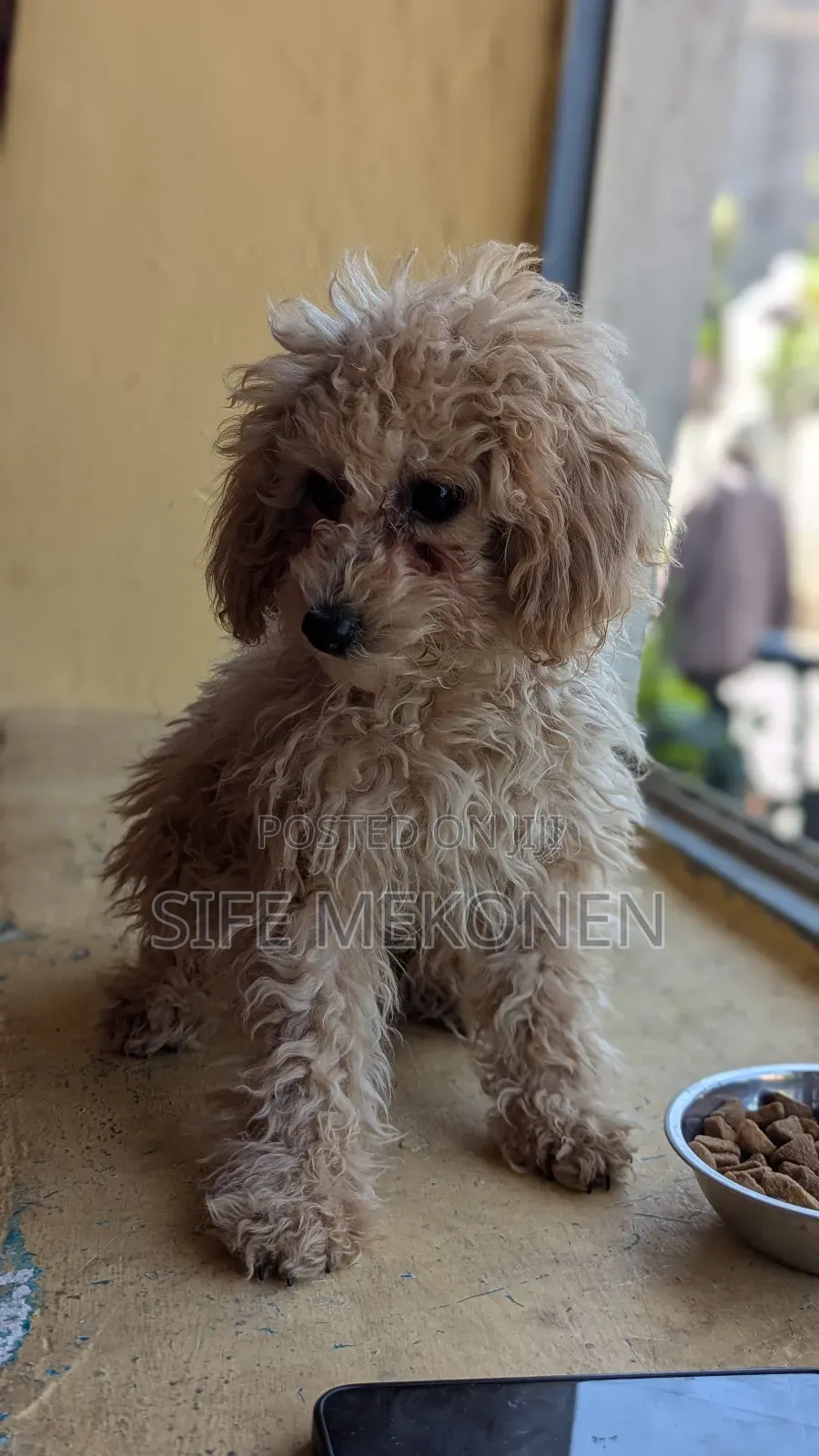 1-3 months Male Purebred Poodle