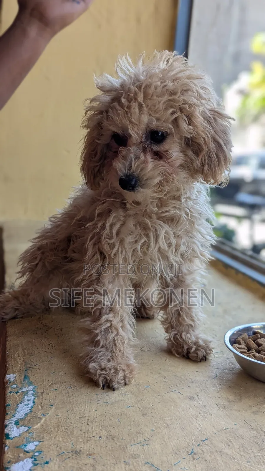 1-3 months Male Purebred Poodle