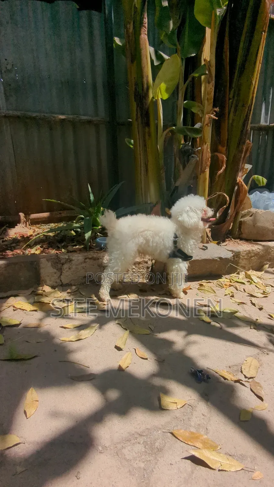 1-3 months Male Purebred Poodle