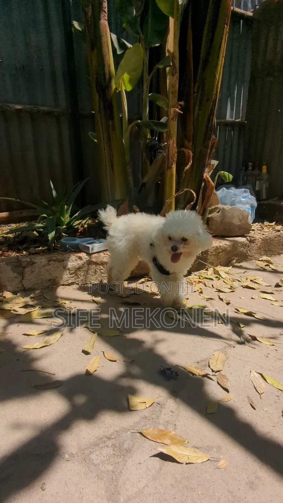 1-3 months Male Purebred Poodle