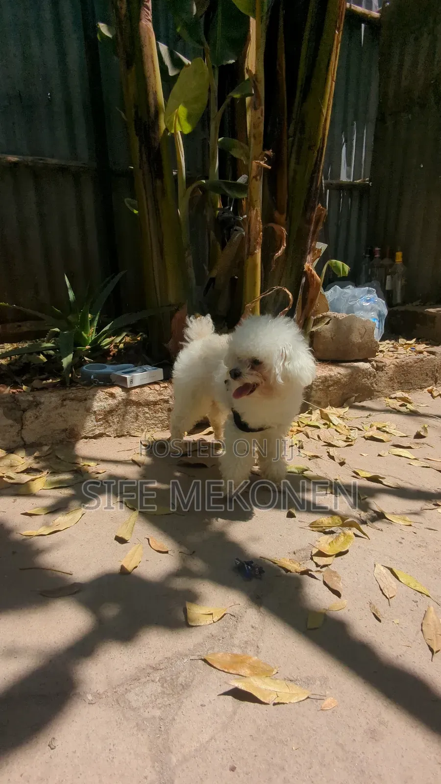 1-3 months Male Purebred Poodle