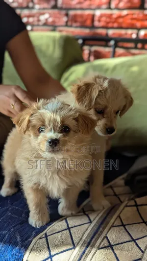 Photo - 1-3 months Male Mixed Breed Maltese