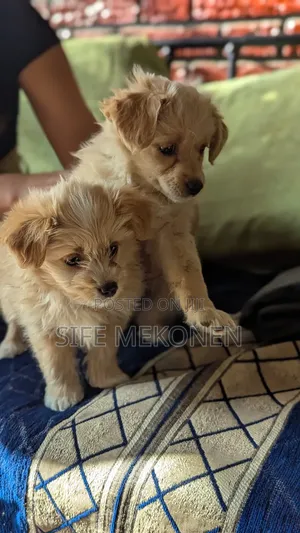 1-3 months Male Mixed Breed Maltese
