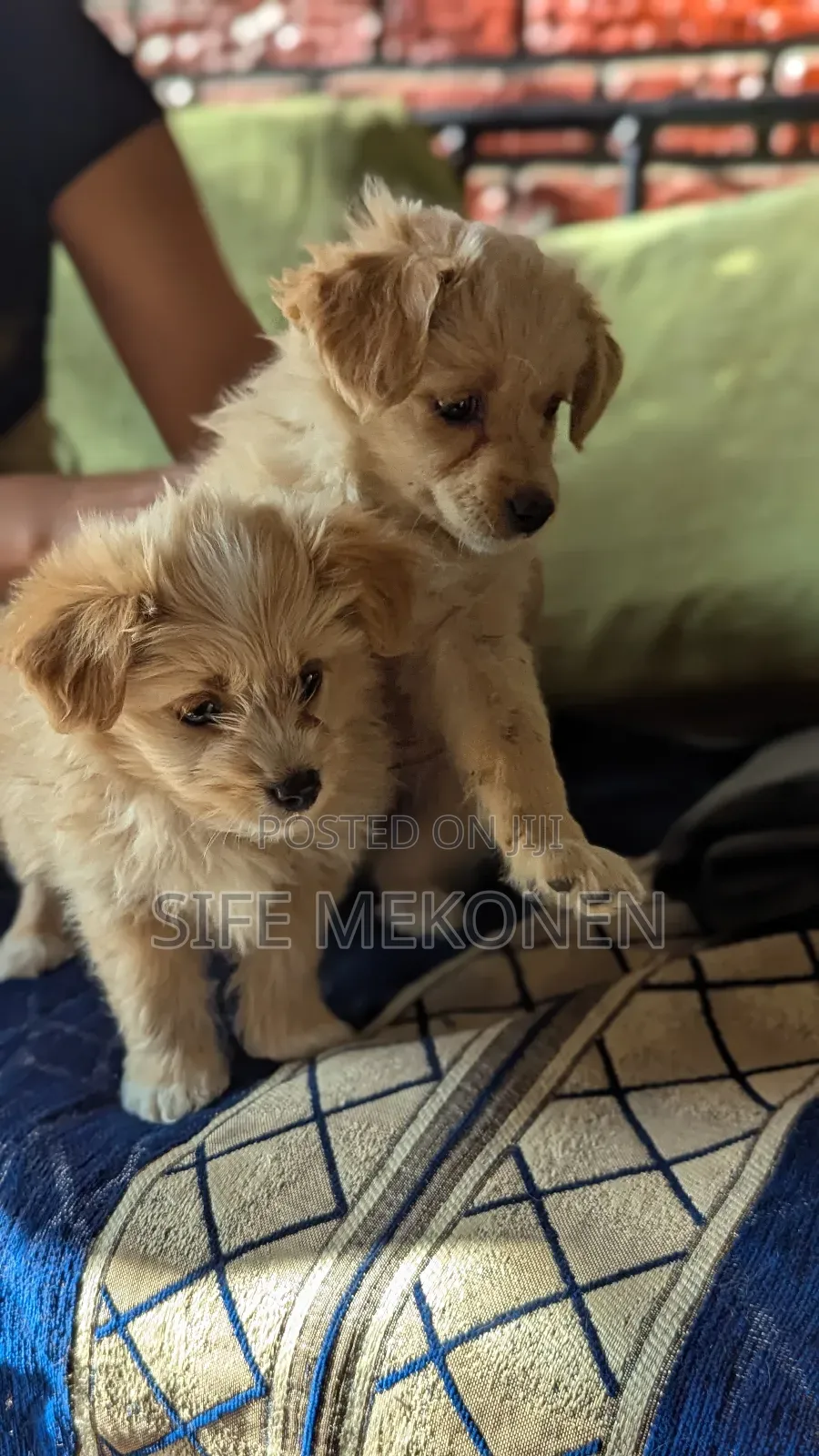1-3 months Male Mixed Breed Maltese