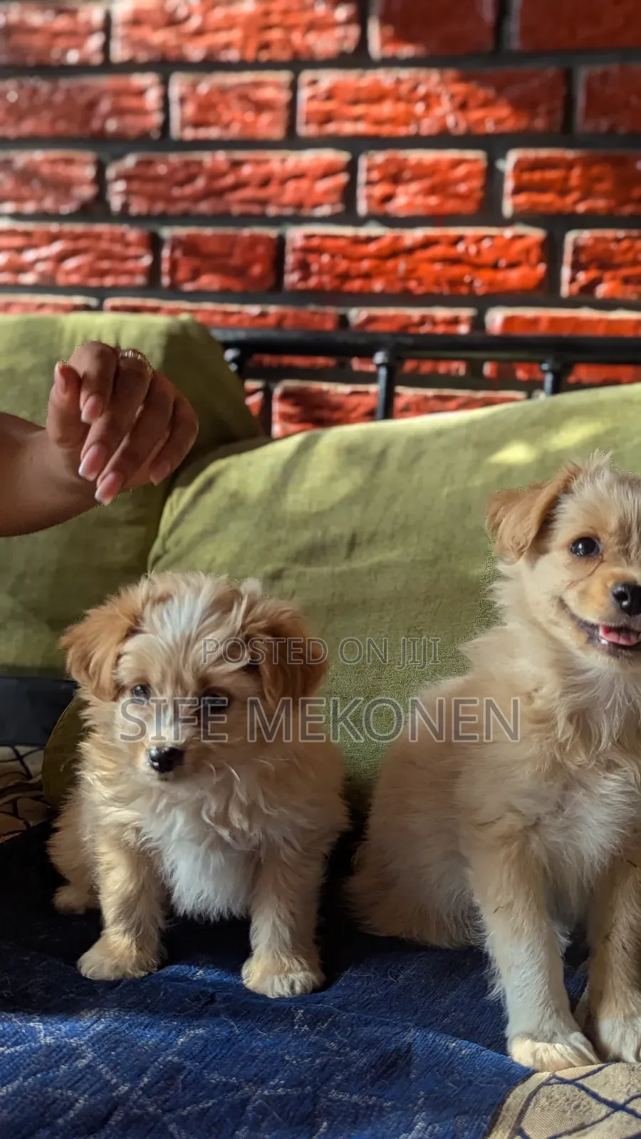 1-3 months Male Mixed Breed Maltese