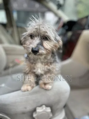 1-3 months Male Purebred Havanese