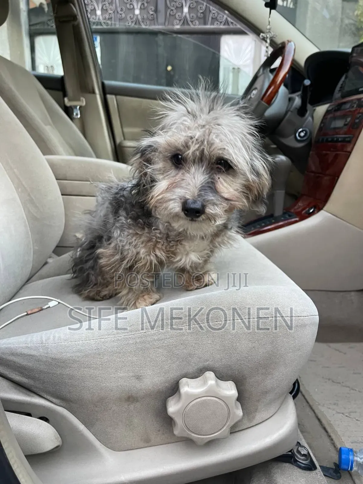 1-3 months Male Purebred Havanese