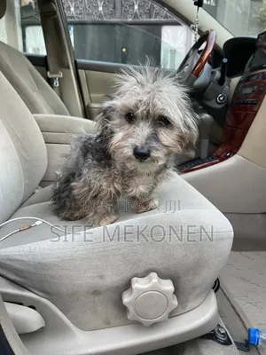 1-3 months Male Purebred Havanese