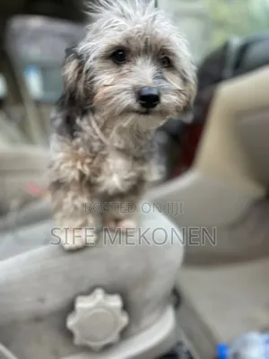 1-3 months Male Purebred Havanese