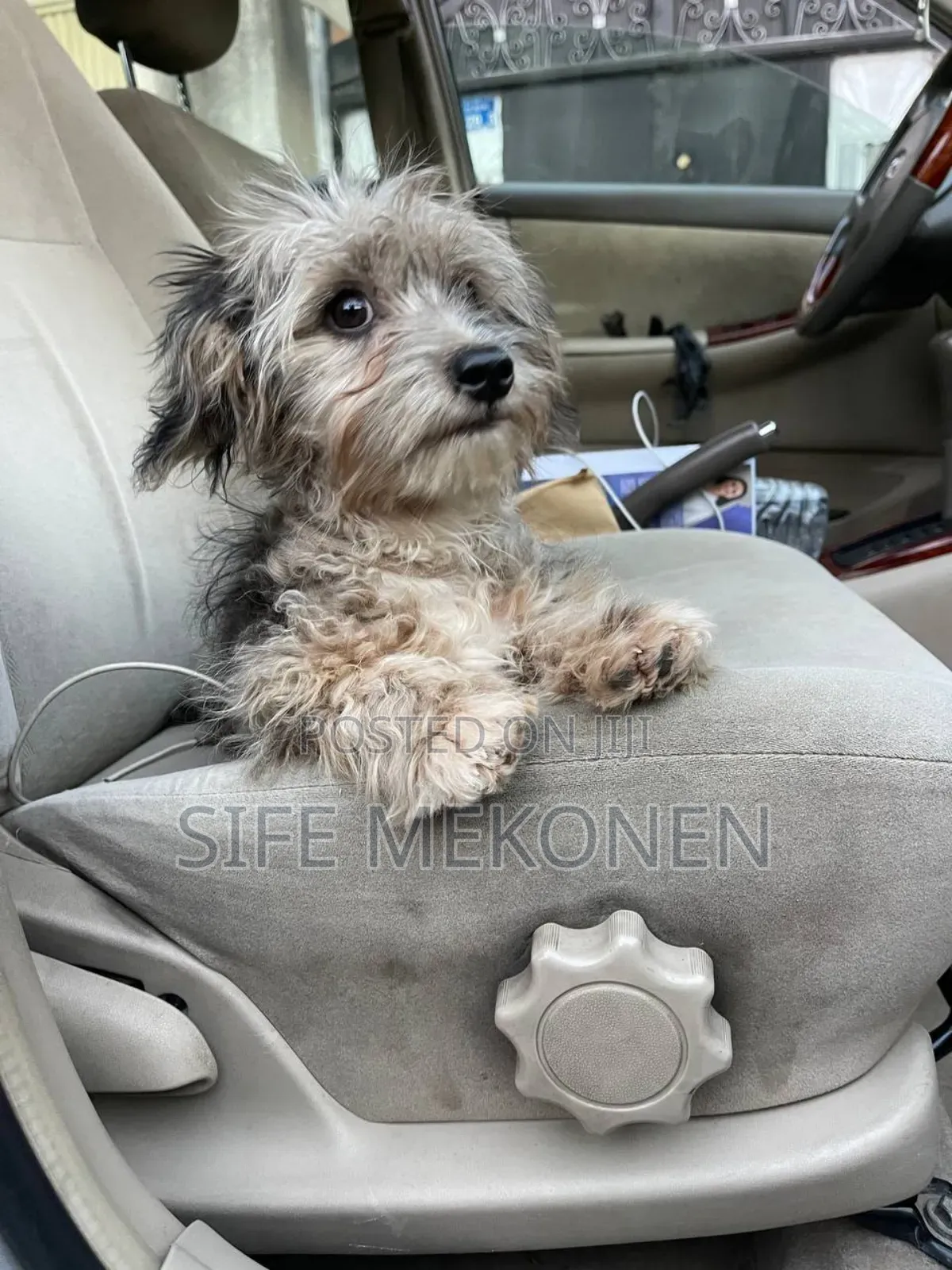 1-3 months Male Purebred Havanese