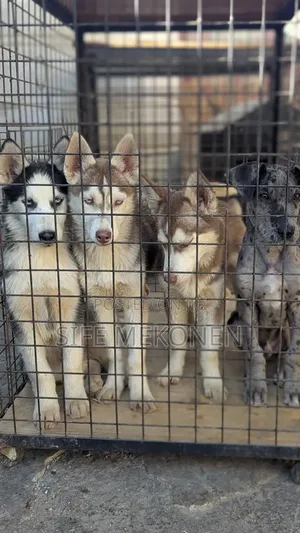Photo - 1-3 months Male Purebred Siberian Husky
