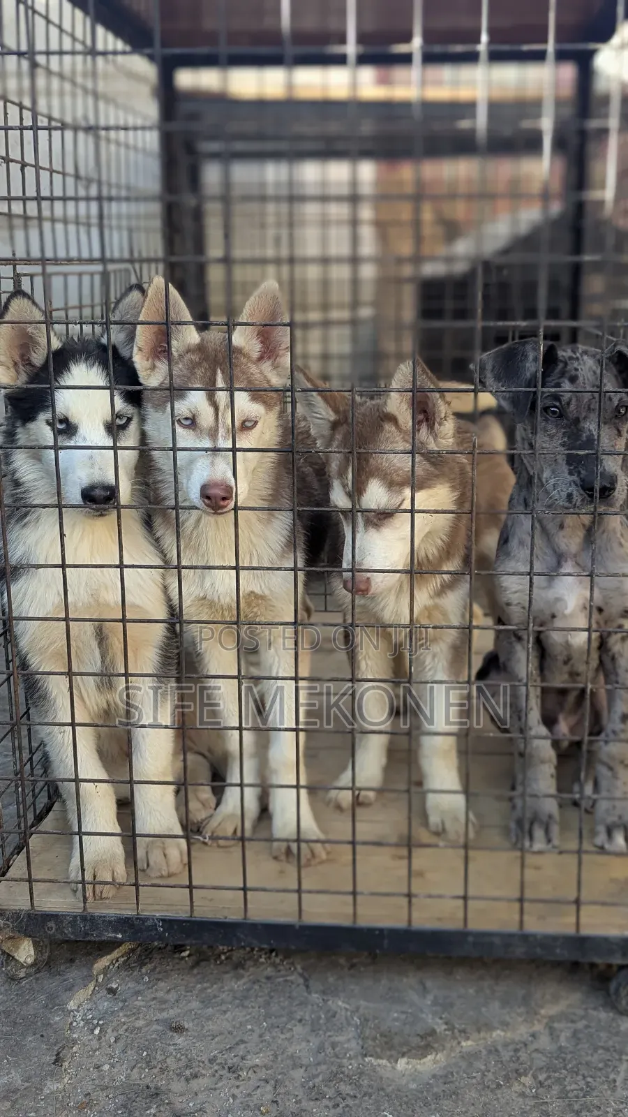 1-3 months Male Purebred Siberian Husky