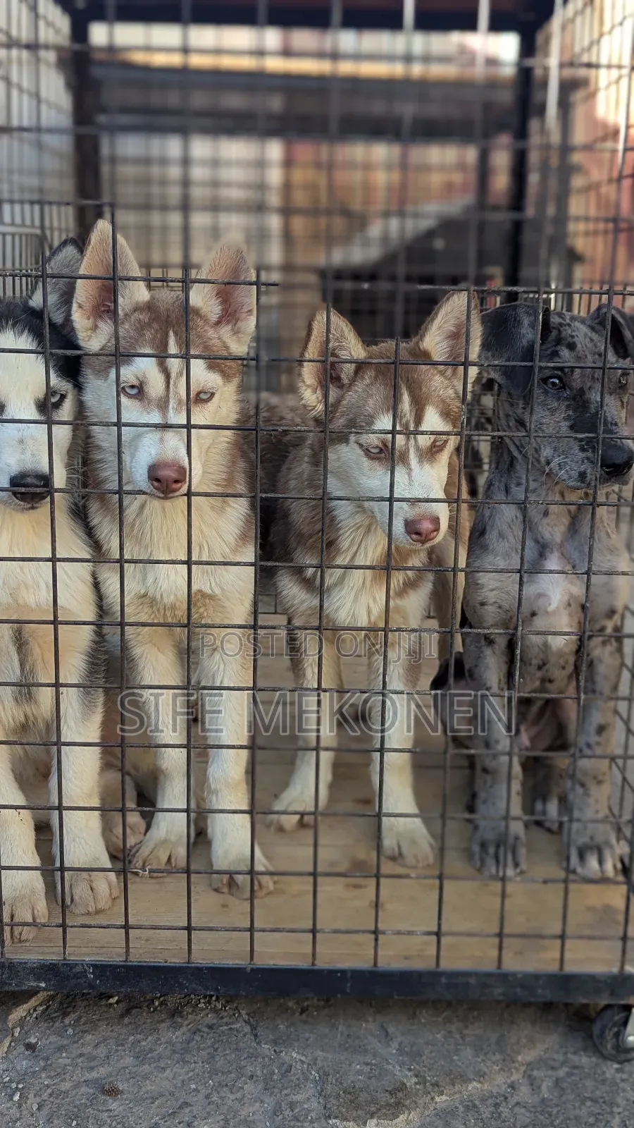 1-3 months Male Purebred Siberian Husky
