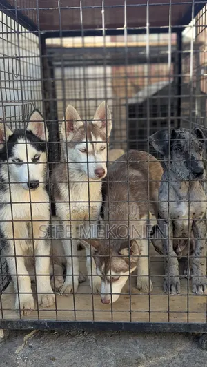 1-3 months Male Purebred Siberian Husky