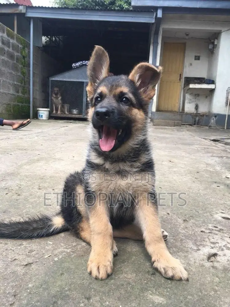 1-3 months Male Purebred German Shepherd