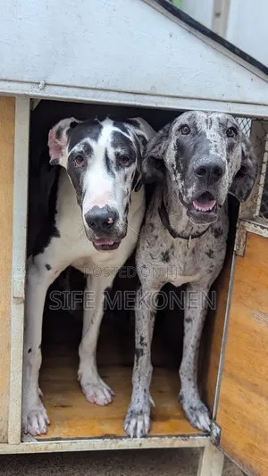 Photo - 6-12 months Female Purebred Great Dane