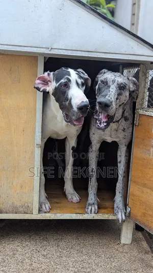 6-12 months Female Purebred Great Dane