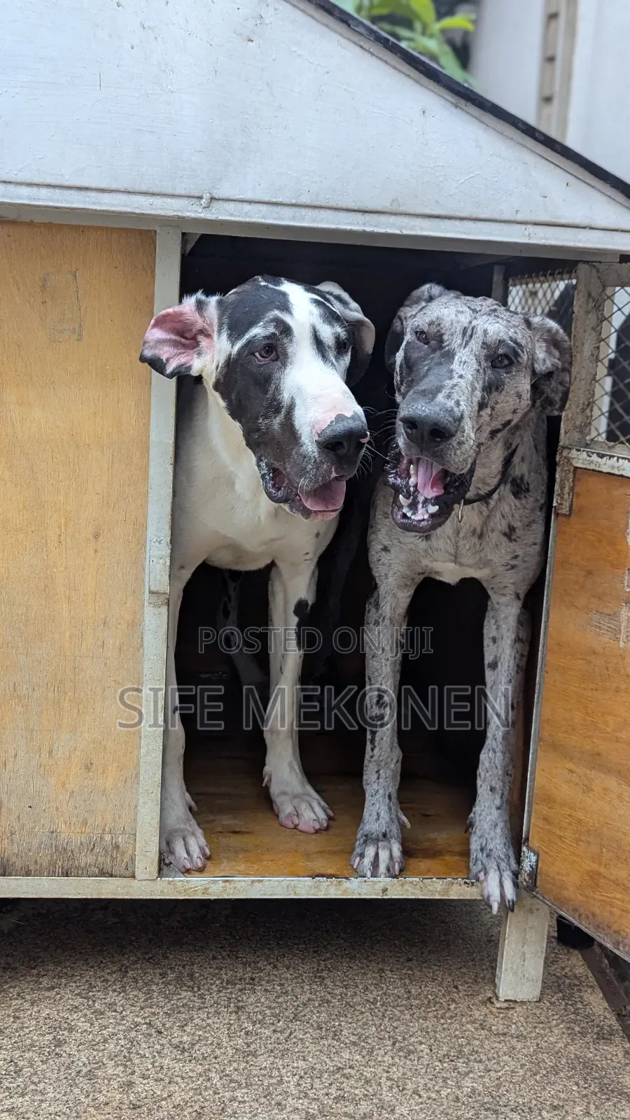 6-12 months Female Purebred Great Dane