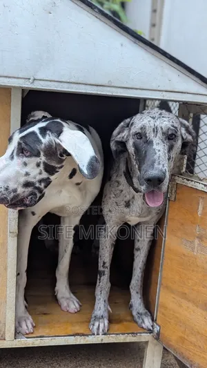 6-12 months Female Purebred Great Dane