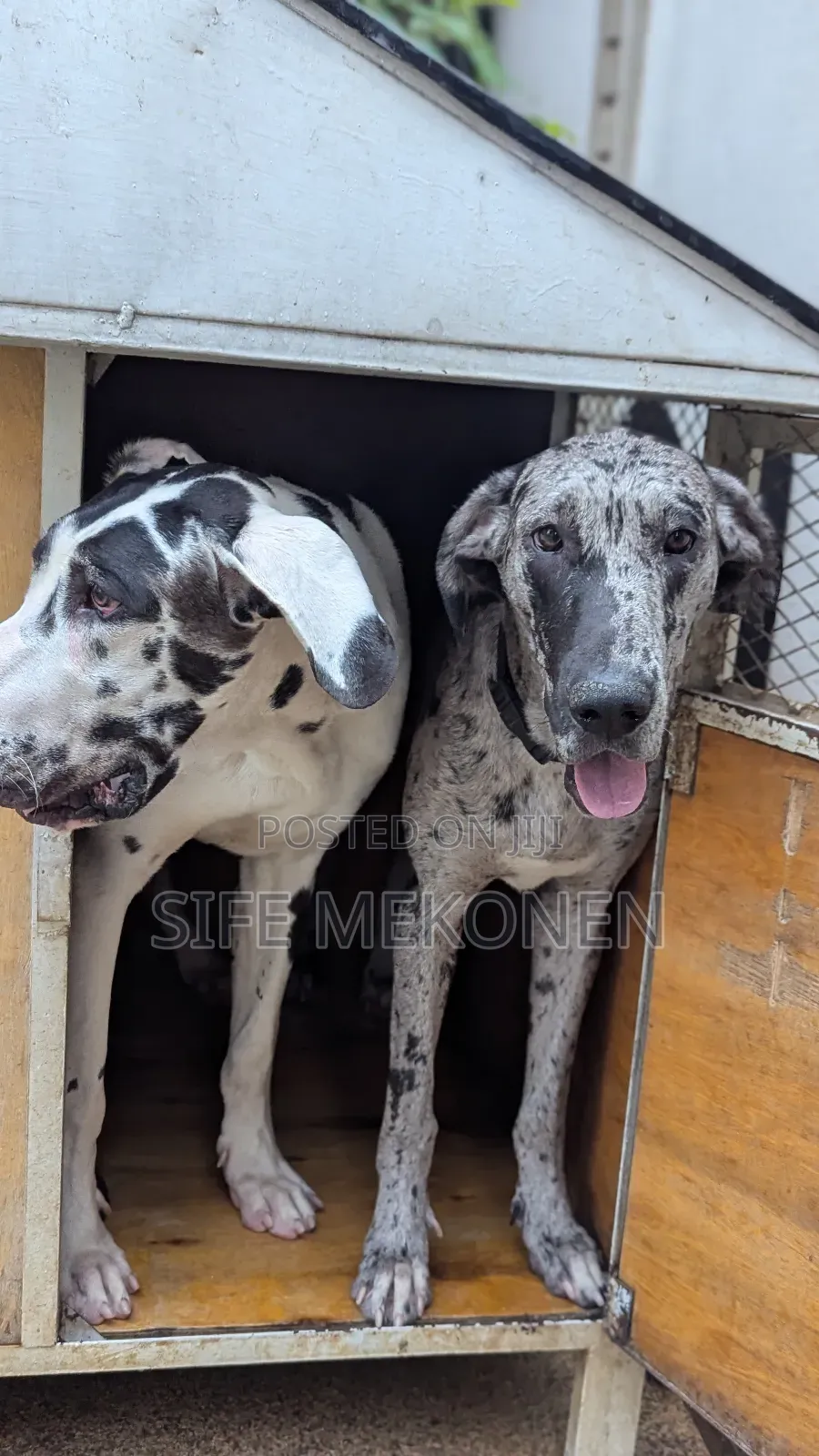 6-12 months Female Purebred Great Dane