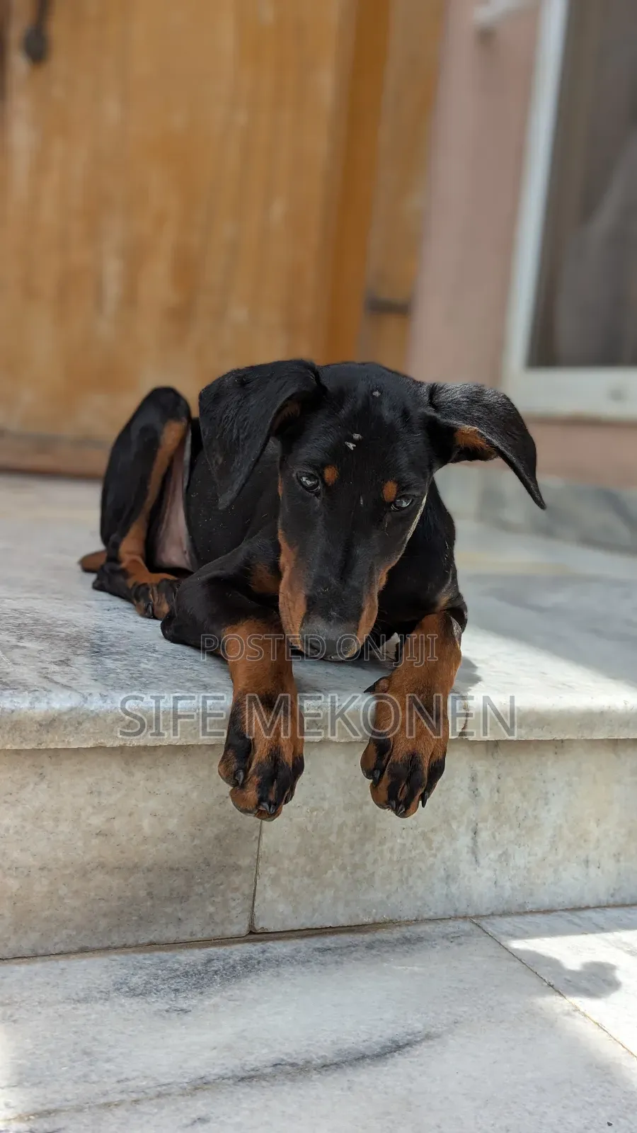 1-3 months Male Purebred Doberman Pinscher
