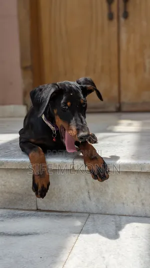 1-3 months Male Purebred Doberman Pinscher