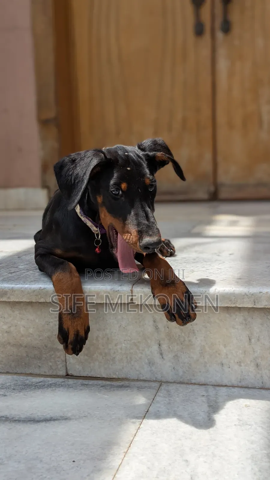 1-3 months Male Purebred Doberman Pinscher