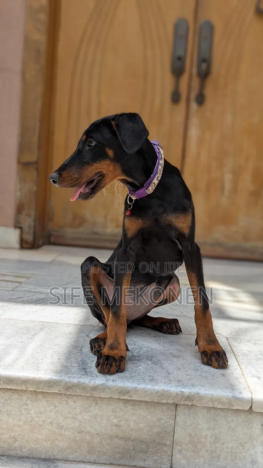 1-3 months Male Purebred Doberman Pinscher