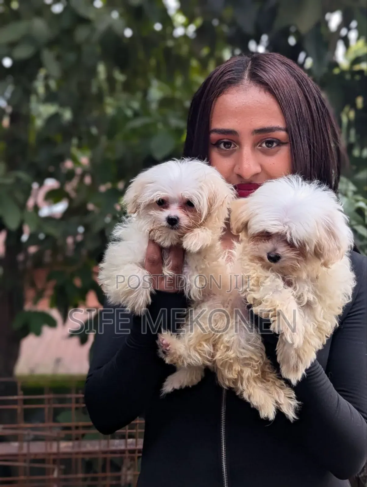 1-3 months Male Purebred Maltese