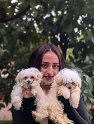 Photo - 1-3 months Male Purebred Maltese