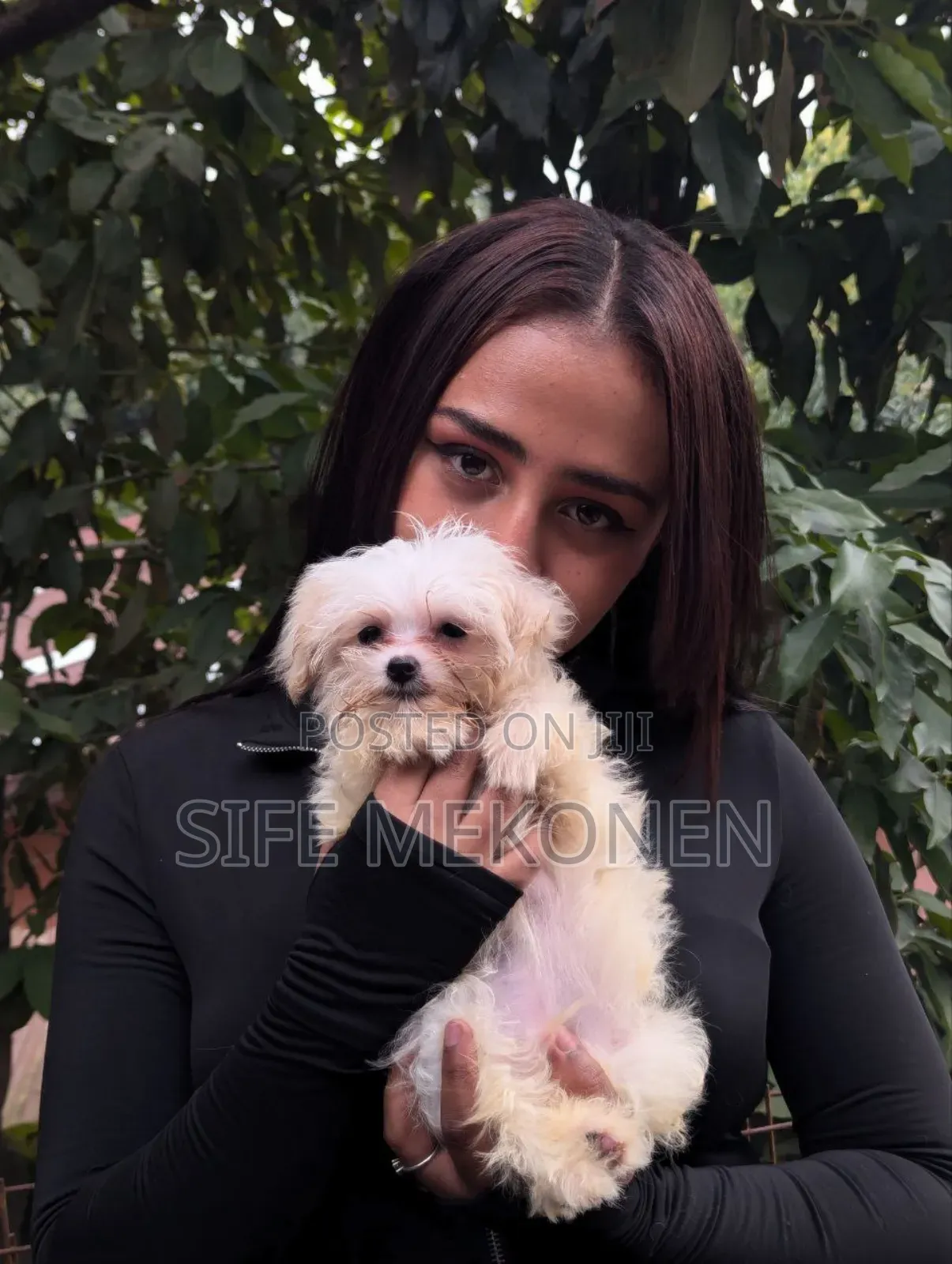 1-3 months Male Purebred Maltese