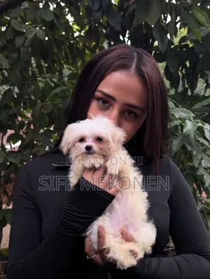 1-3 months Male Purebred Maltese