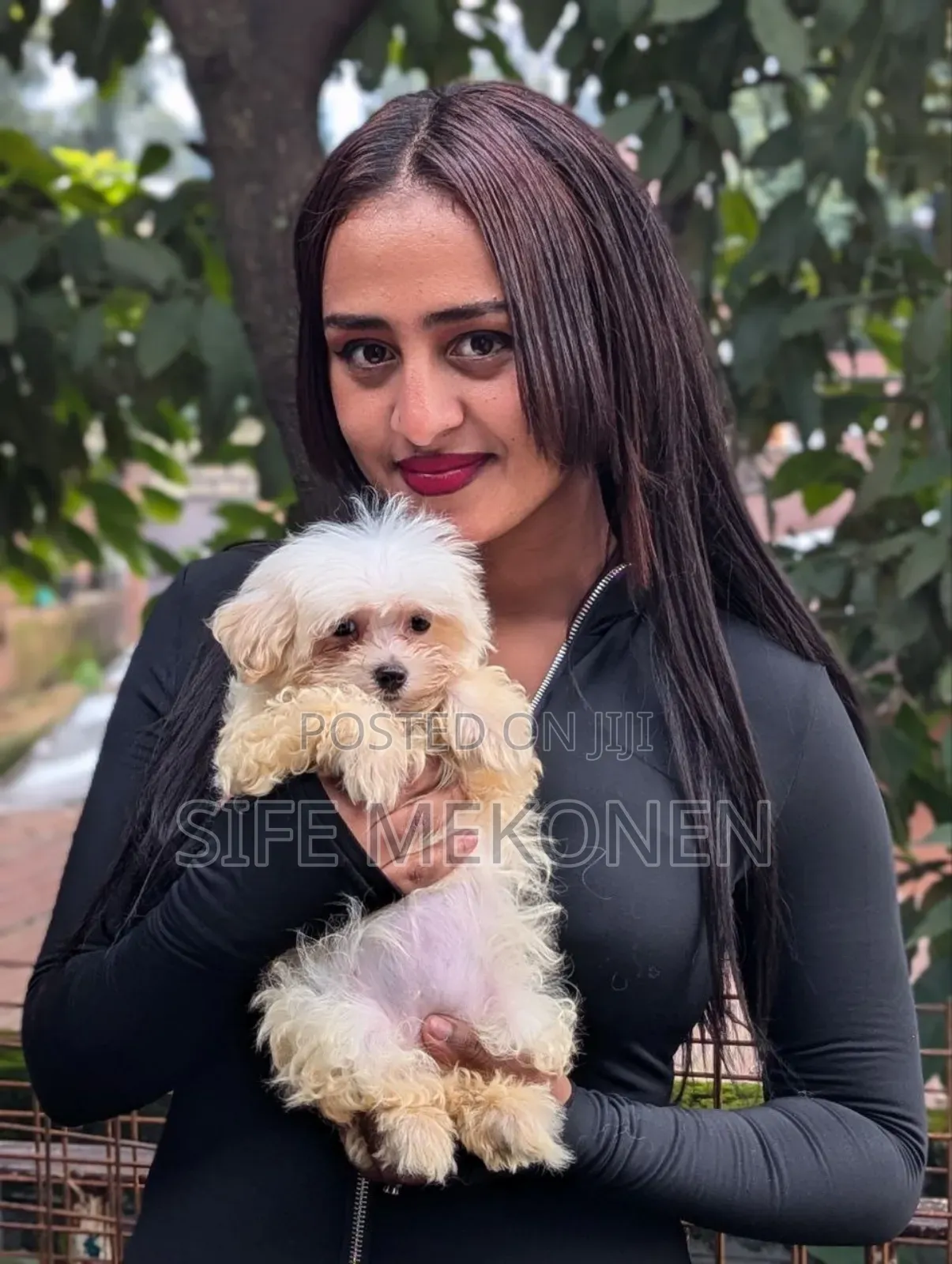 1-3 months Male Purebred Maltese