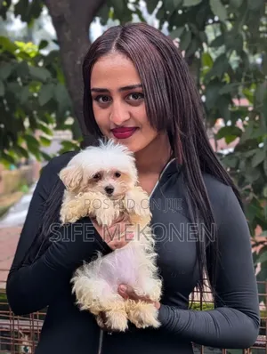 Photo - 1-3 months Male Purebred Maltese