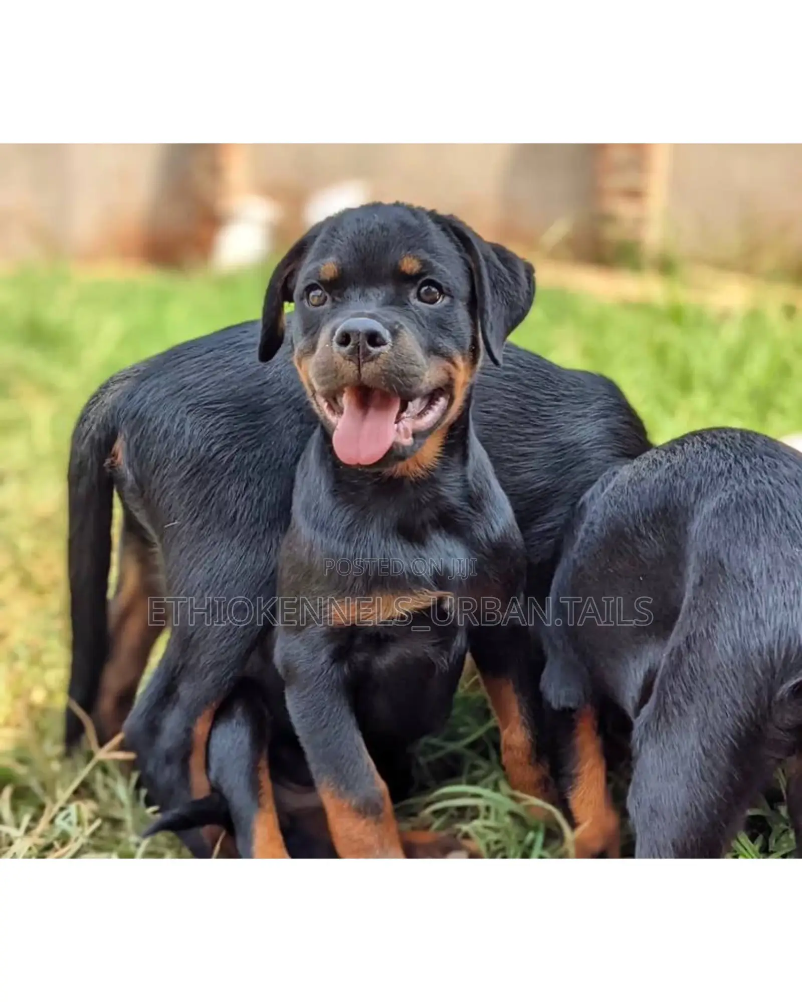 1-3 months Male Purebred Rottweiler