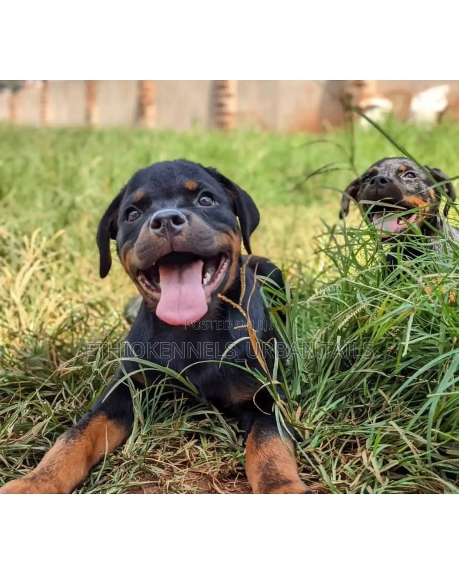 1-3 months Male Purebred Rottweiler