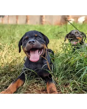 1-3 months Male Purebred Rottweiler