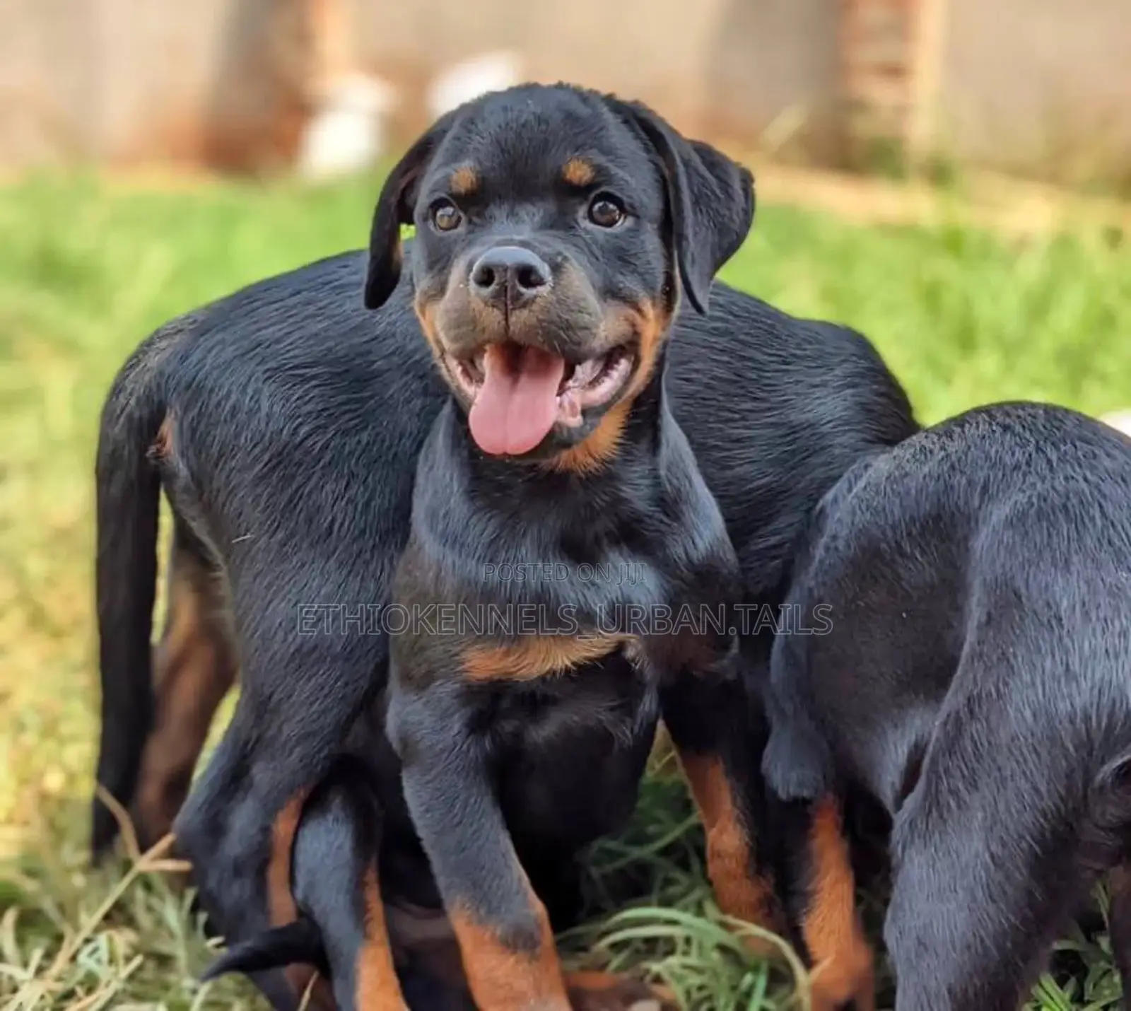 1-3 months Male Purebred Rottweiler