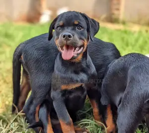 Photo - 1-3 months Male Purebred Rottweiler