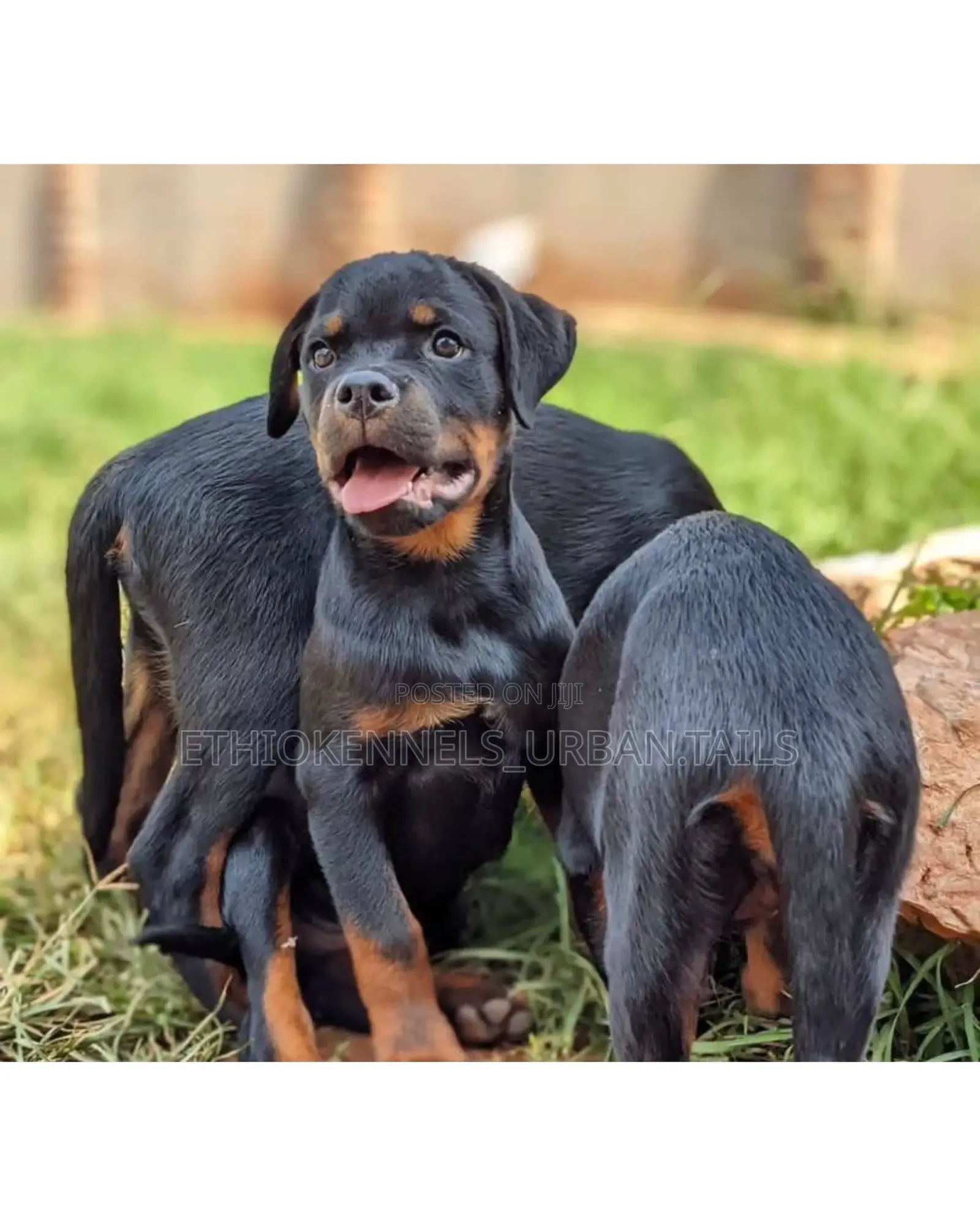1-3 months Male Purebred Rottweiler