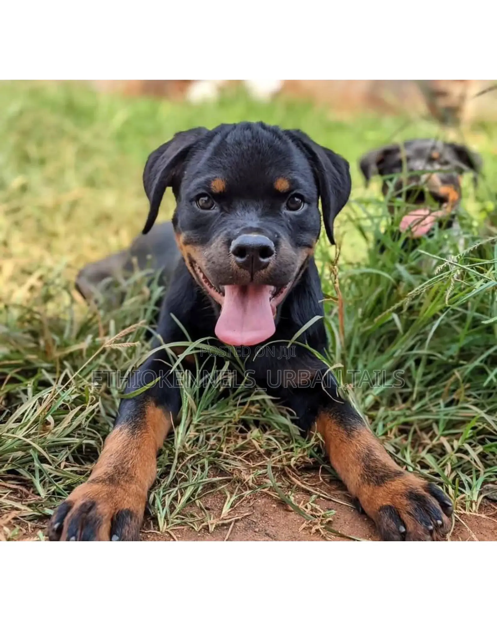 1-3 months Male Purebred Rottweiler