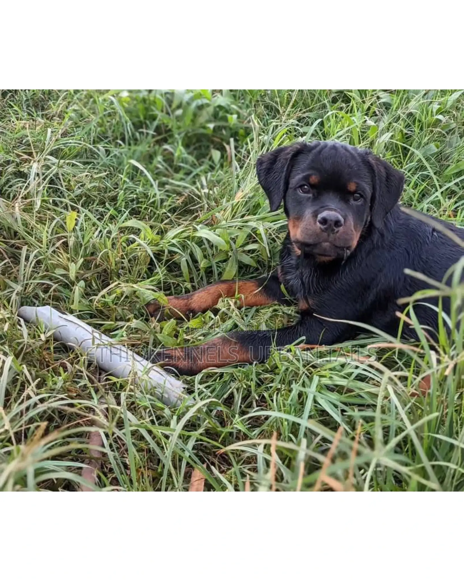 1-3 months Male Purebred Rottweiler