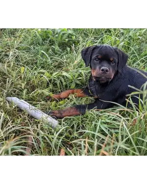 1-3 months Male Purebred Rottweiler